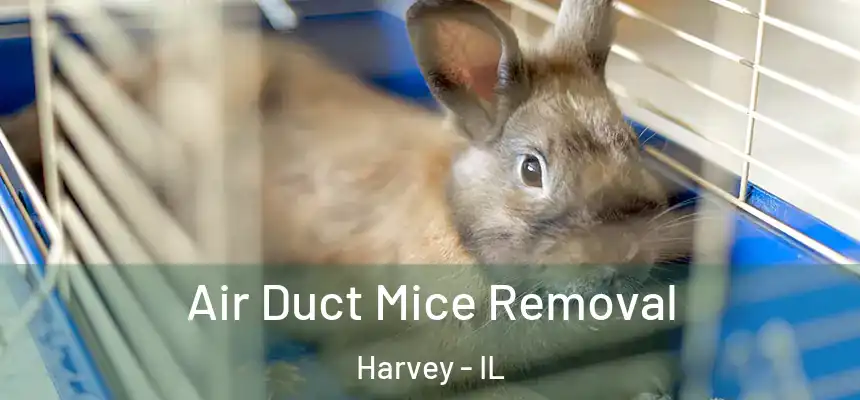 Air Duct Mice Removal Harvey - IL
